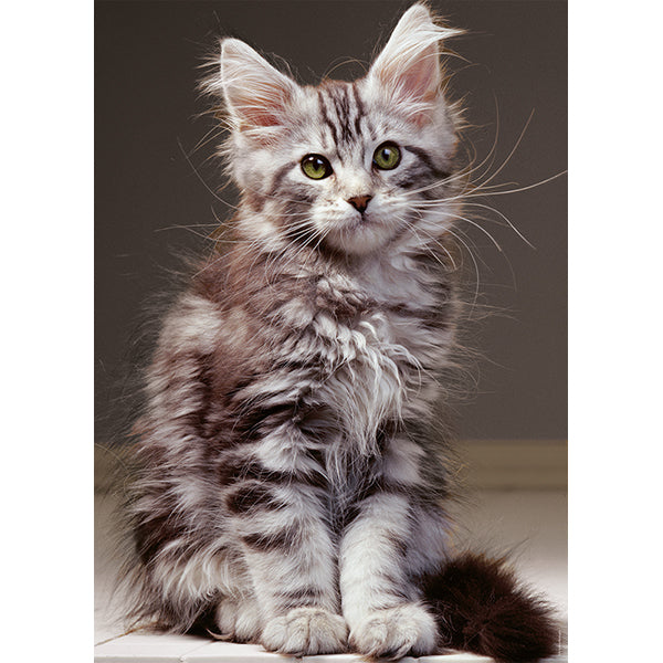 Nathan - LE CHATON MAINE COON