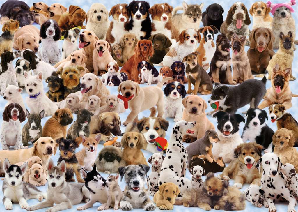 Ravensburger - DOG'S GALORE!