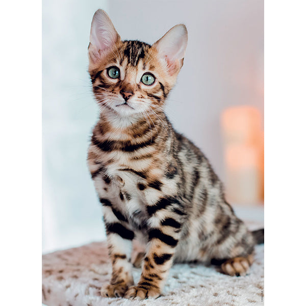 NATHAN - CHATON BENGAL