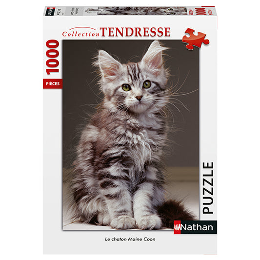 Nathan - LE CHATON MAINE COON