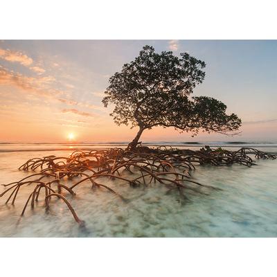 HEYE, RED MANGROVE, AVH