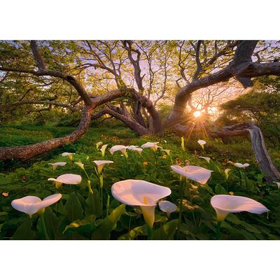 HEYE, MAGIC FOREST, CALLA CLEARING