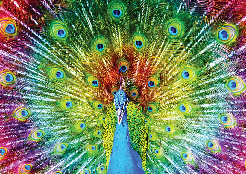 Enjoy - Colorful Peacock - 1000 pcs